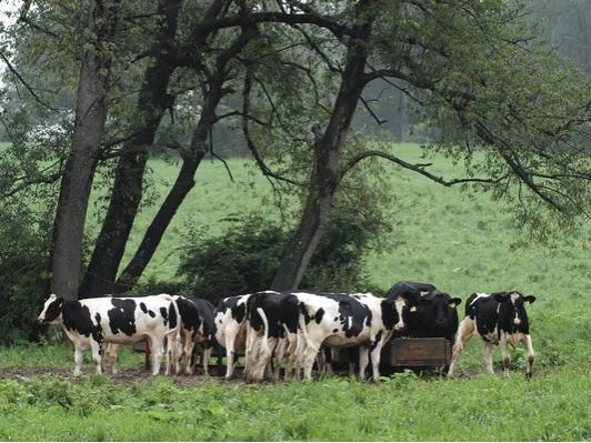 cows in field