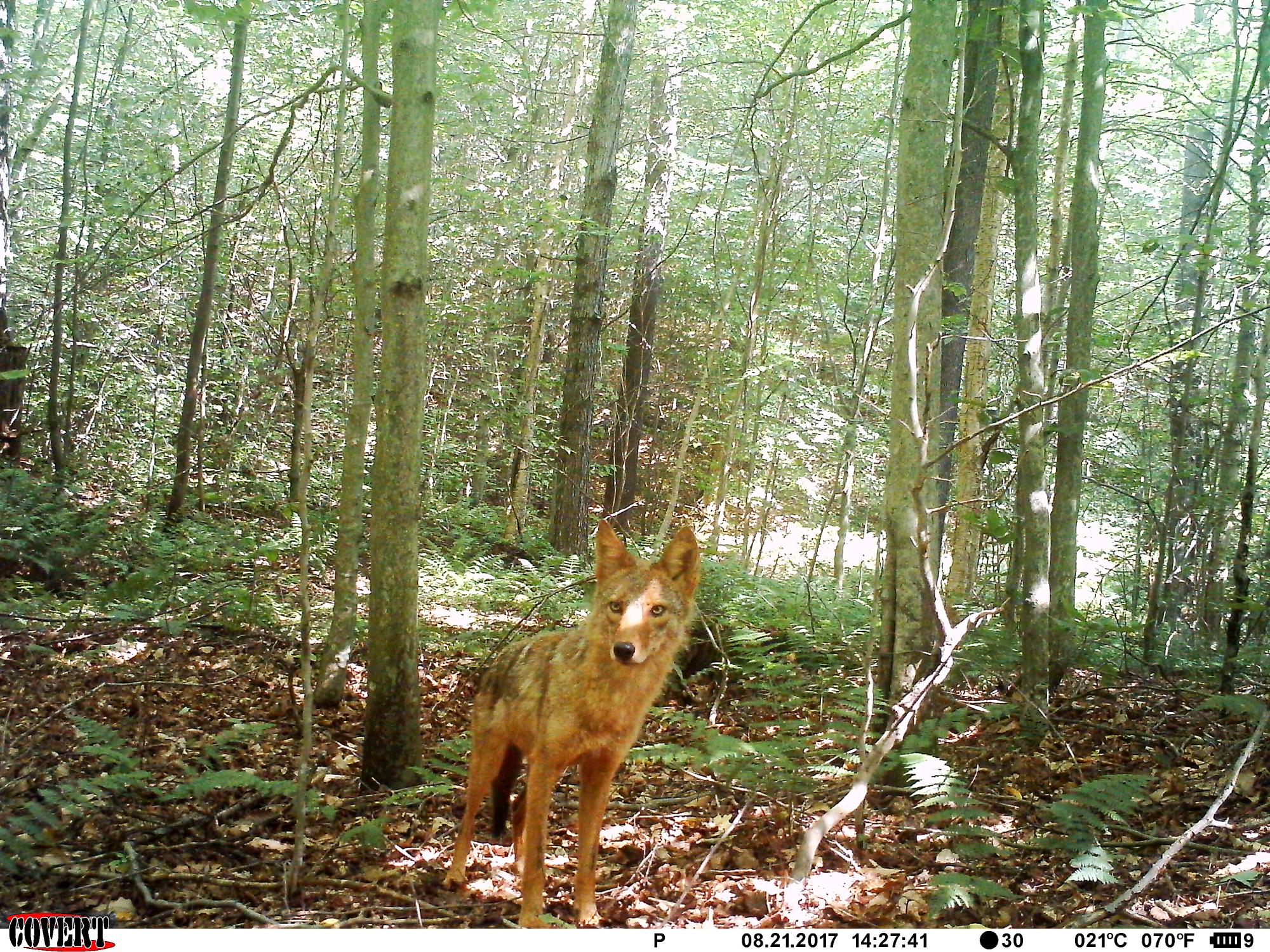 looking at trail cam