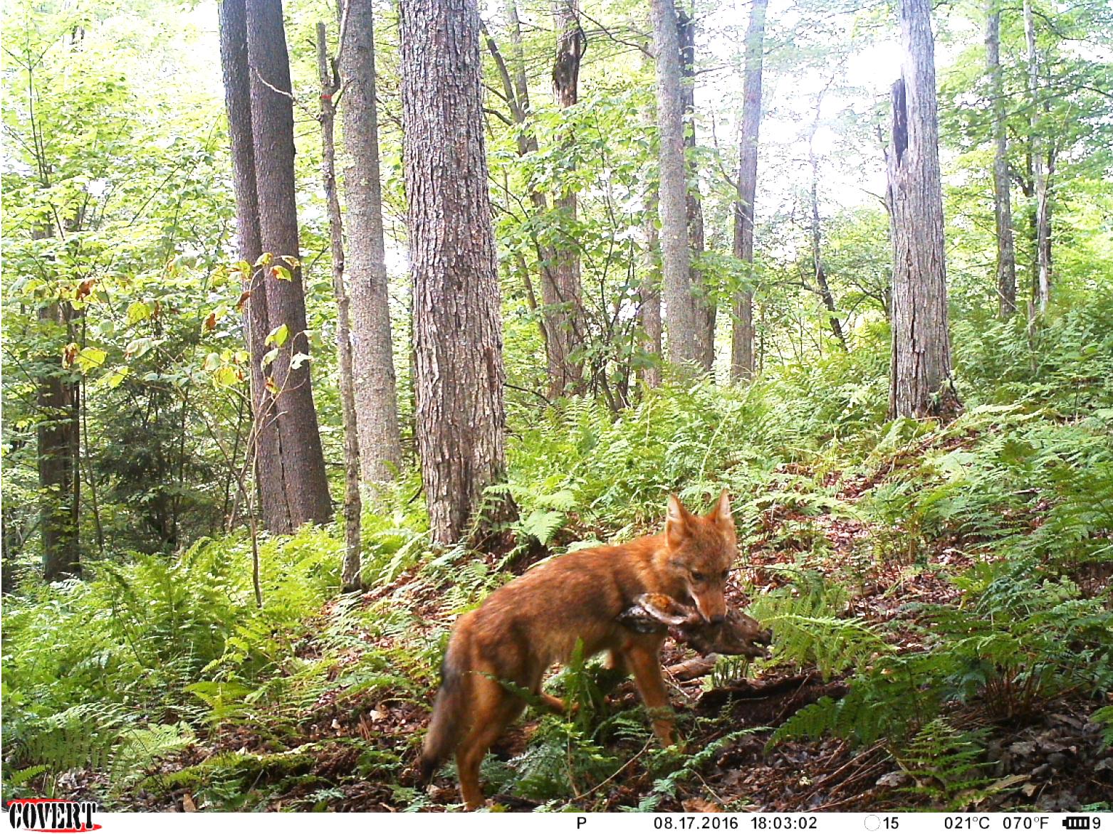 trail cam, Murphy