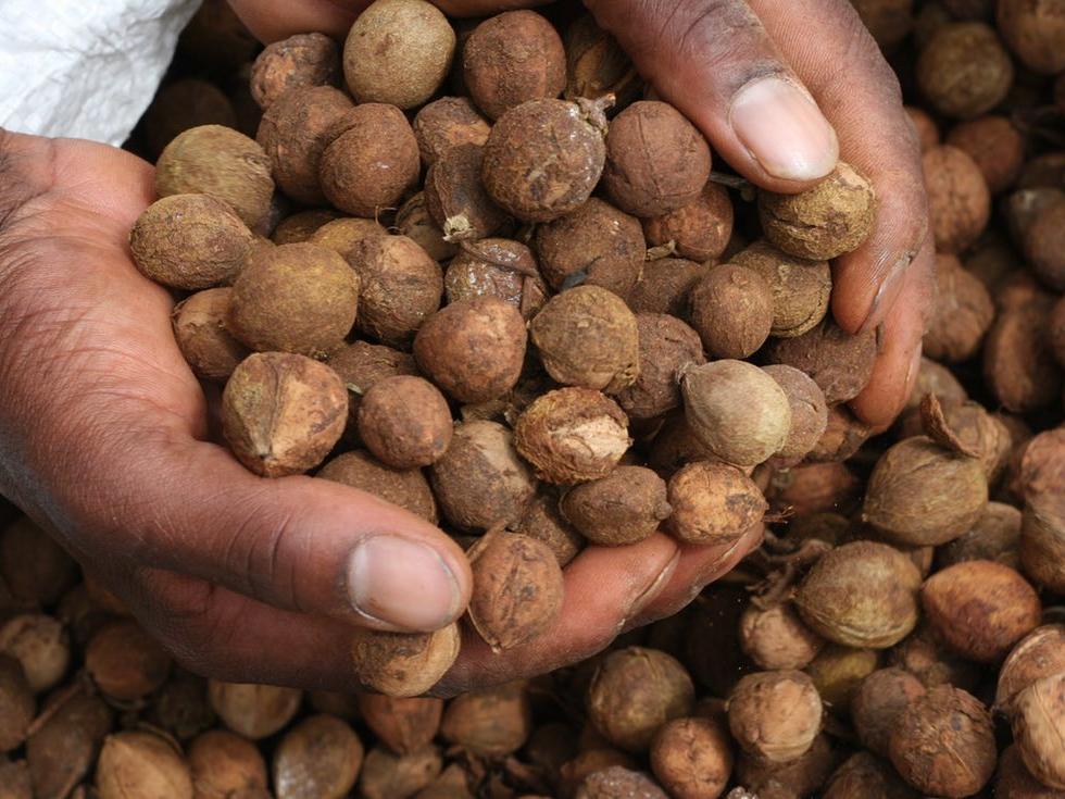 hands full of biofuel
