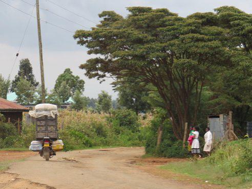 Africa biofuel tree