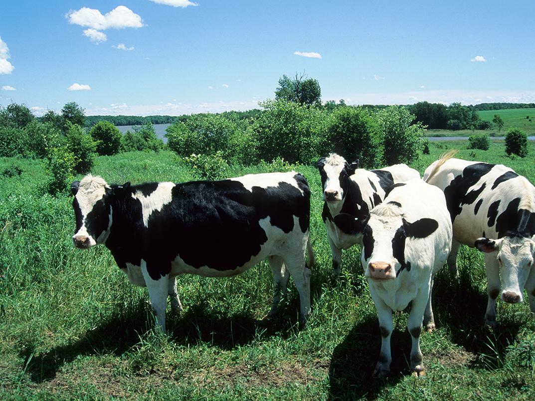 dairy cattle