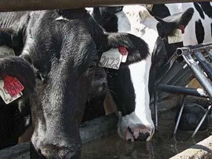 cows drinking
