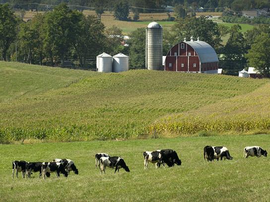 small dairy farm