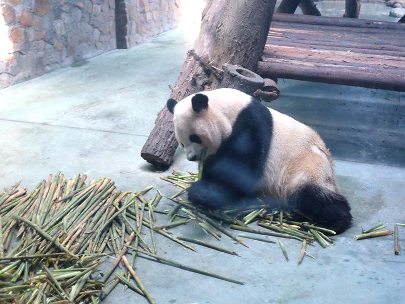 Panda