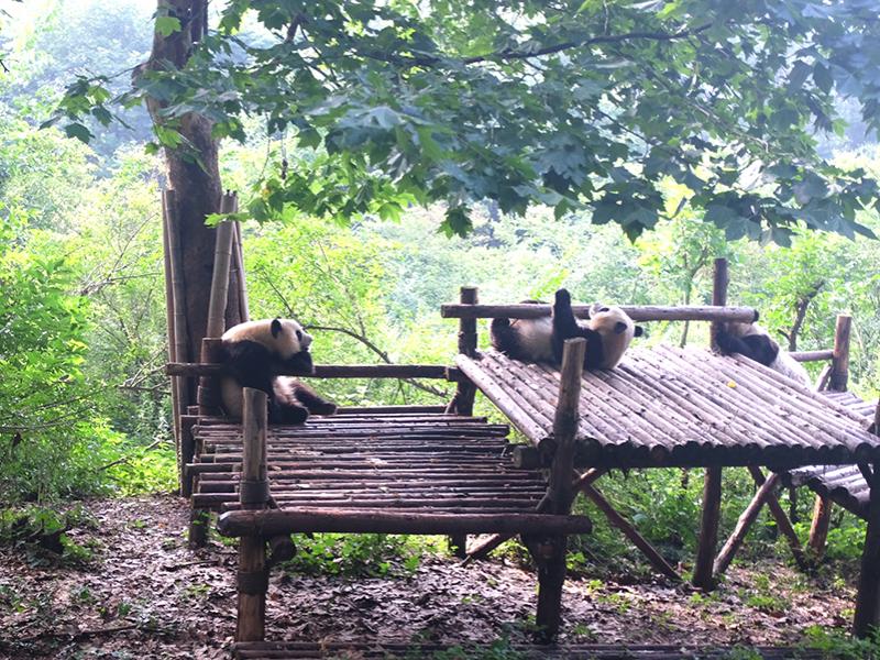 Pandas