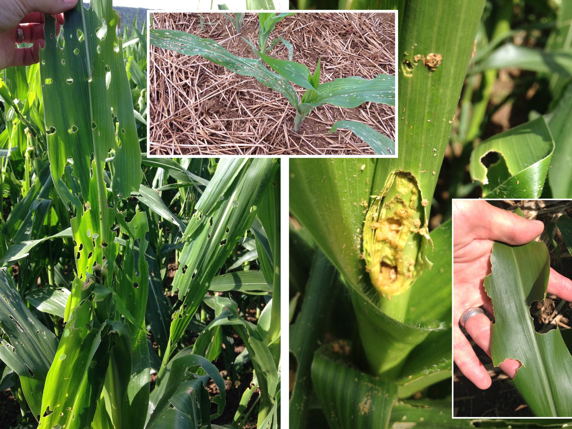 4 views damaged corn