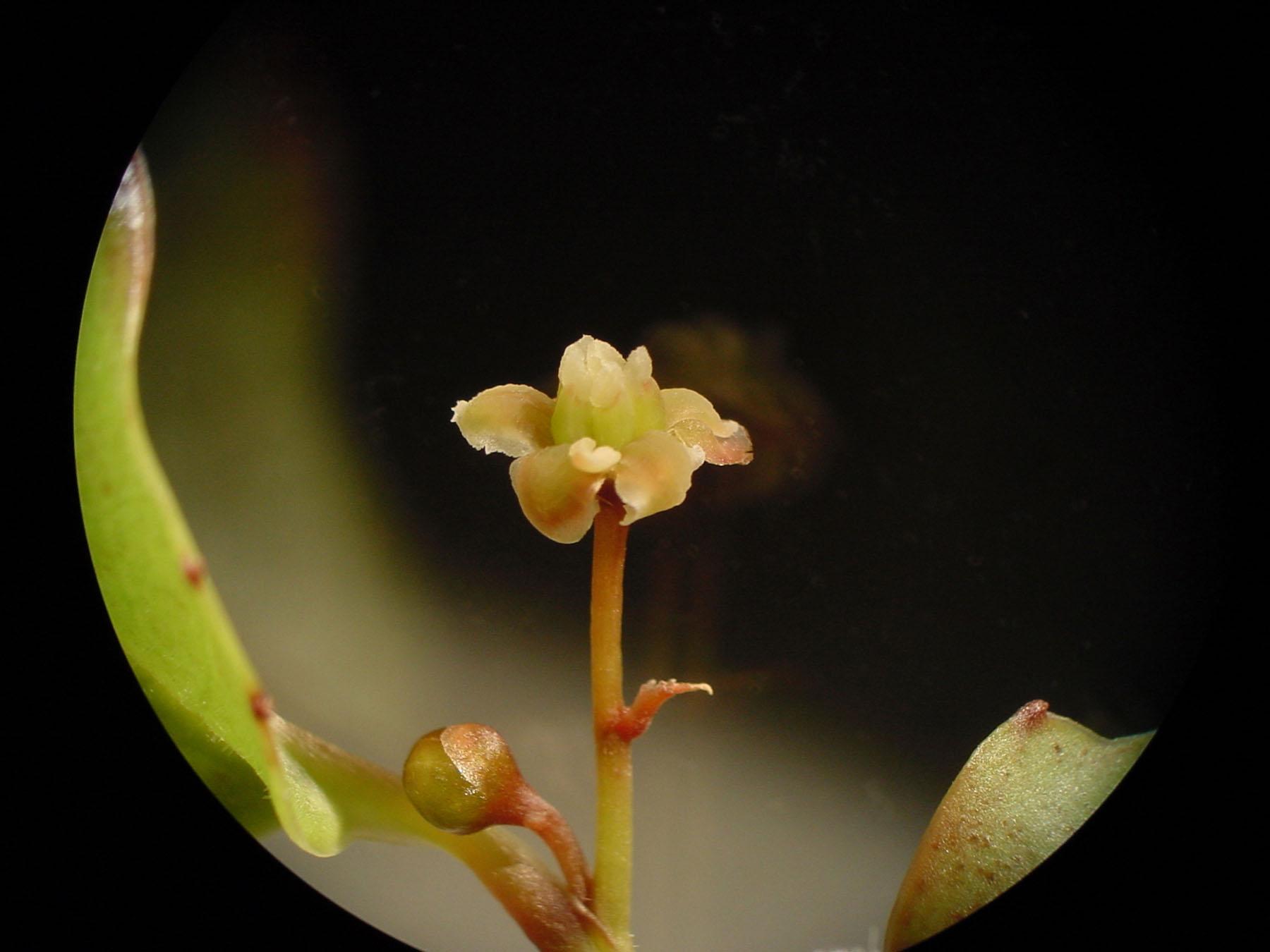 Amborella female flower close-up under dissecting microscope