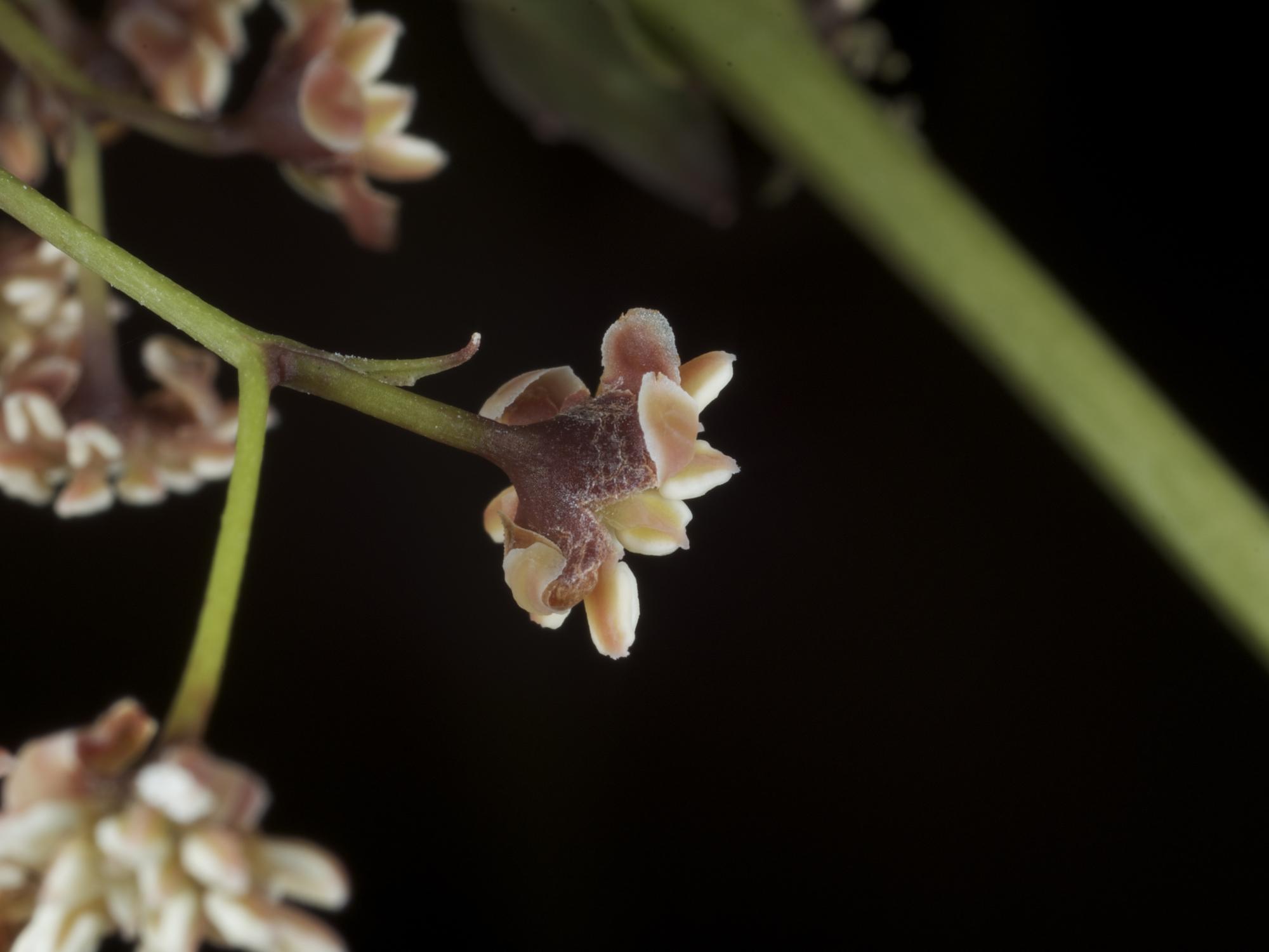 Amborella flower underside. 