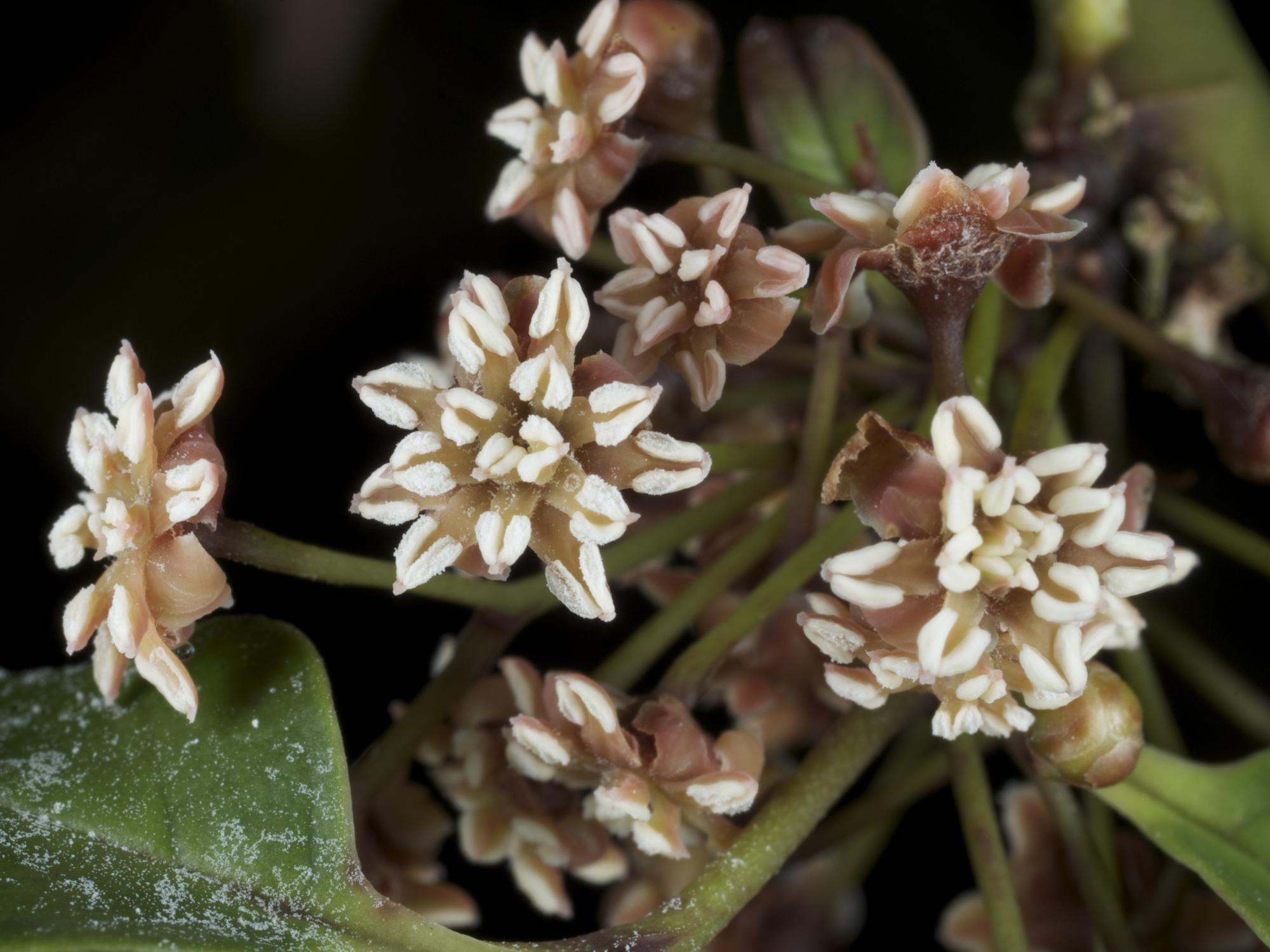 Amborella male flowers