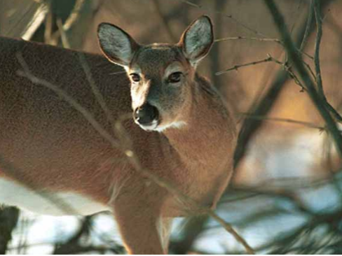 browse deer
