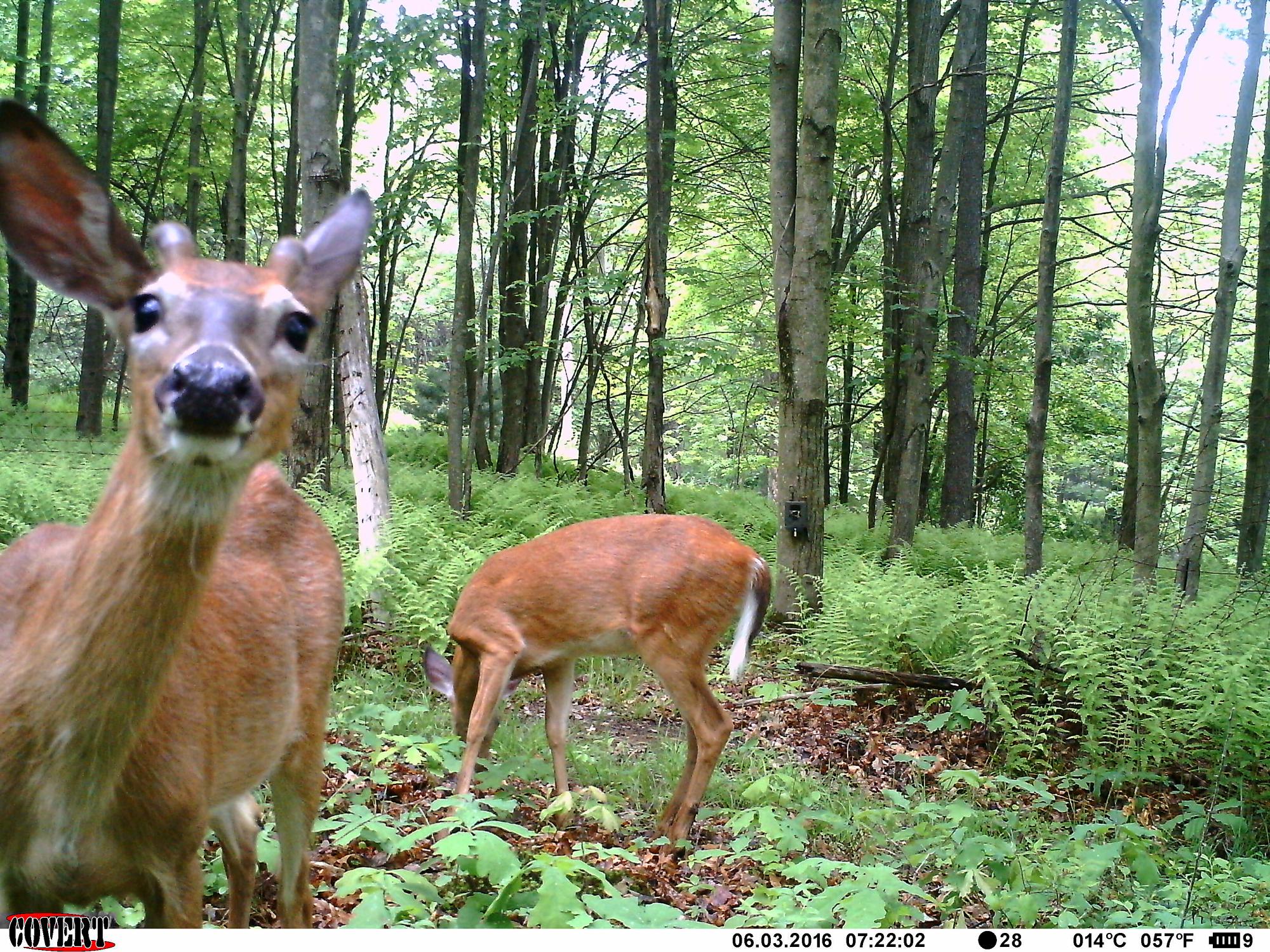 looking at trail cam
