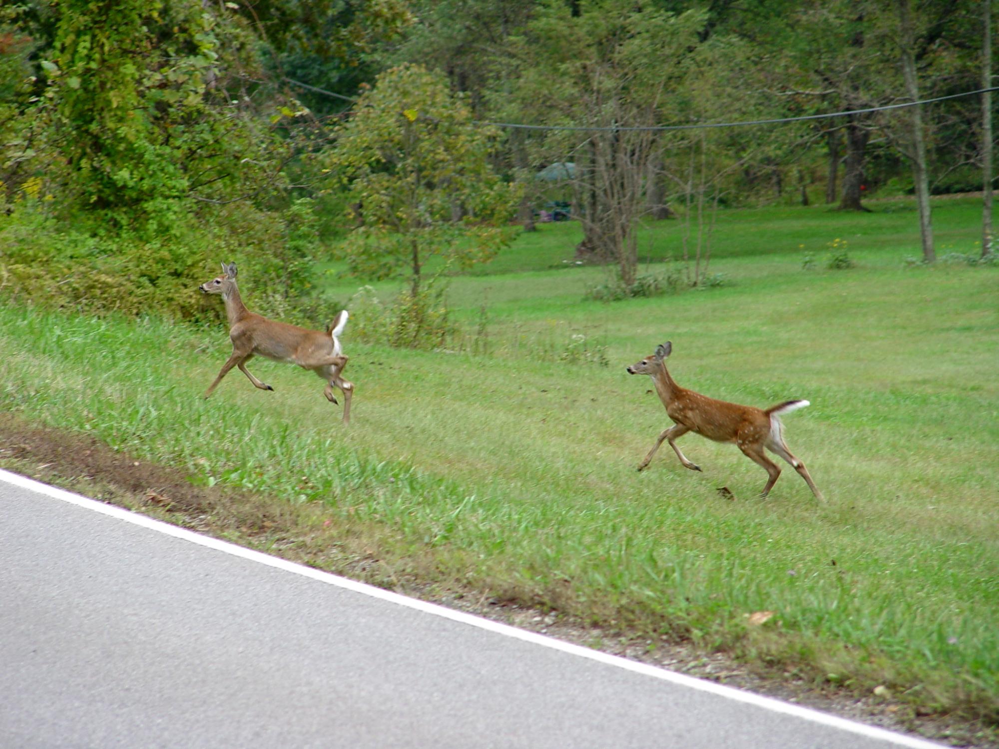 deer roadside
