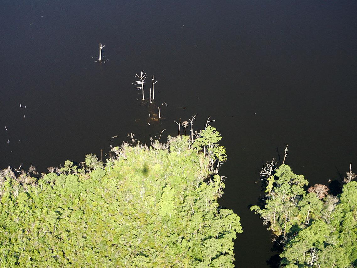 aerial view showing inundation of woods at Alligator River National Wildlife Refuge