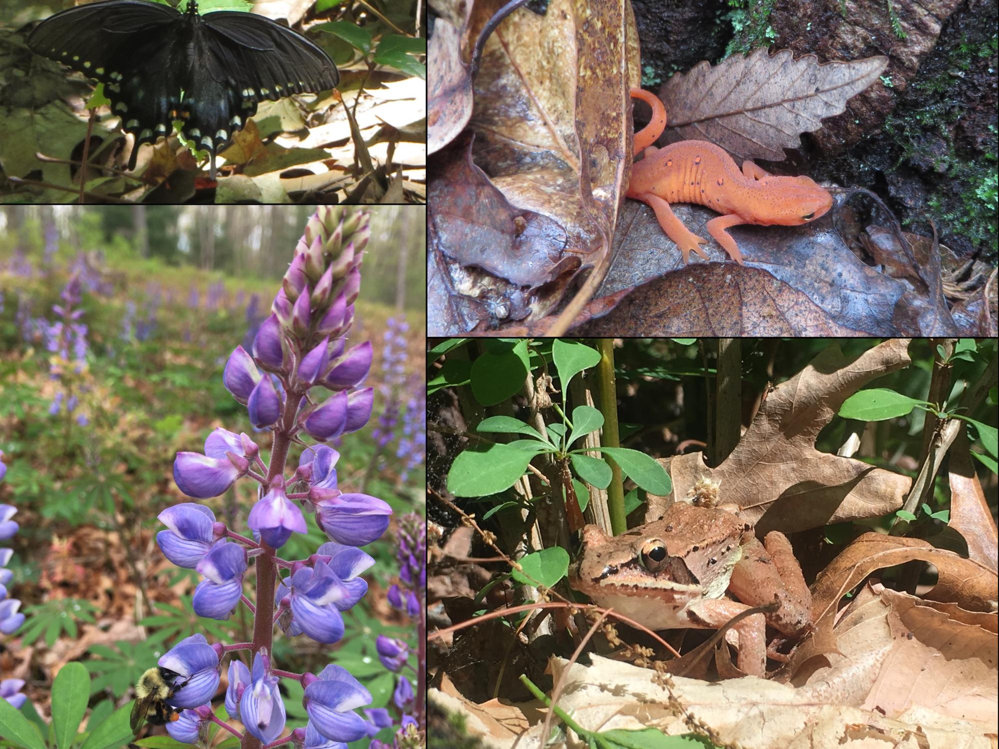 species affected  by cold