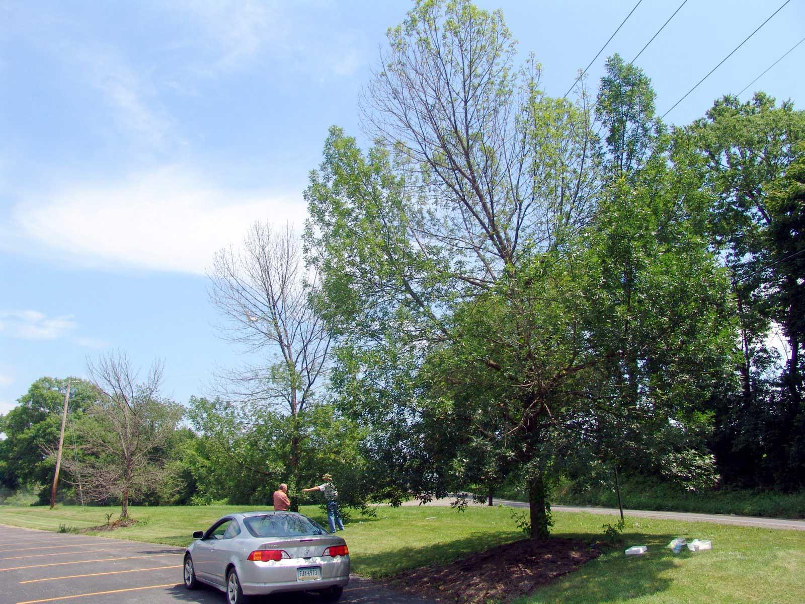 three ash trees in various stages of dying