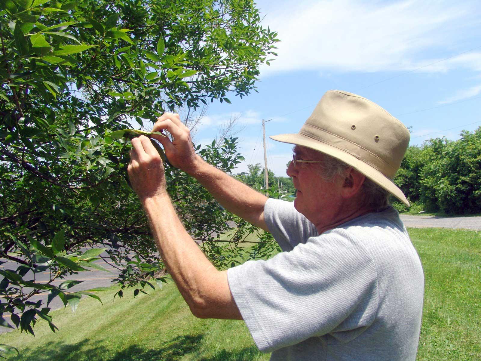 Baker placing ash borer decoy