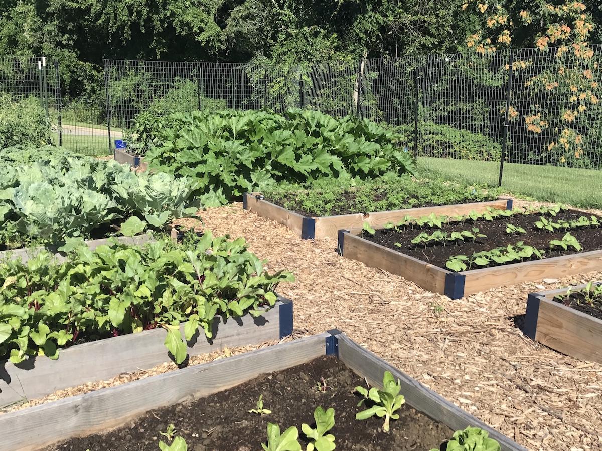 Green plants grow in raised beds in campus garden.