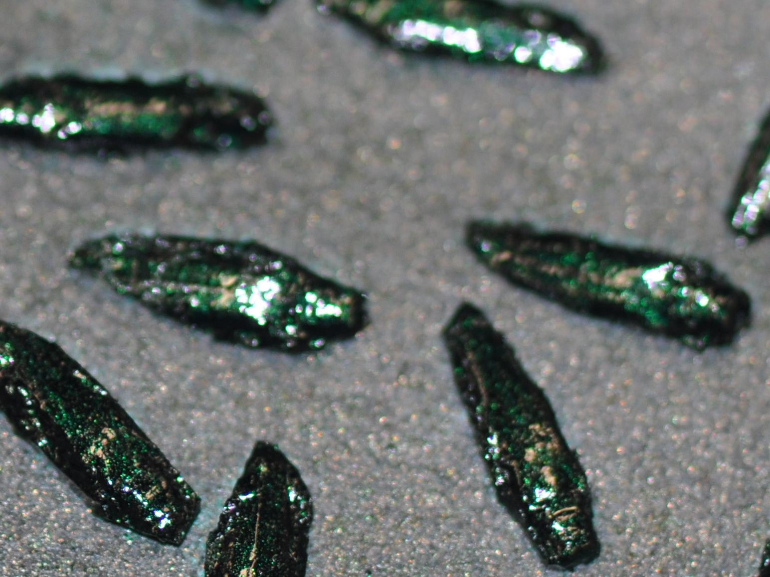 fake ash borers