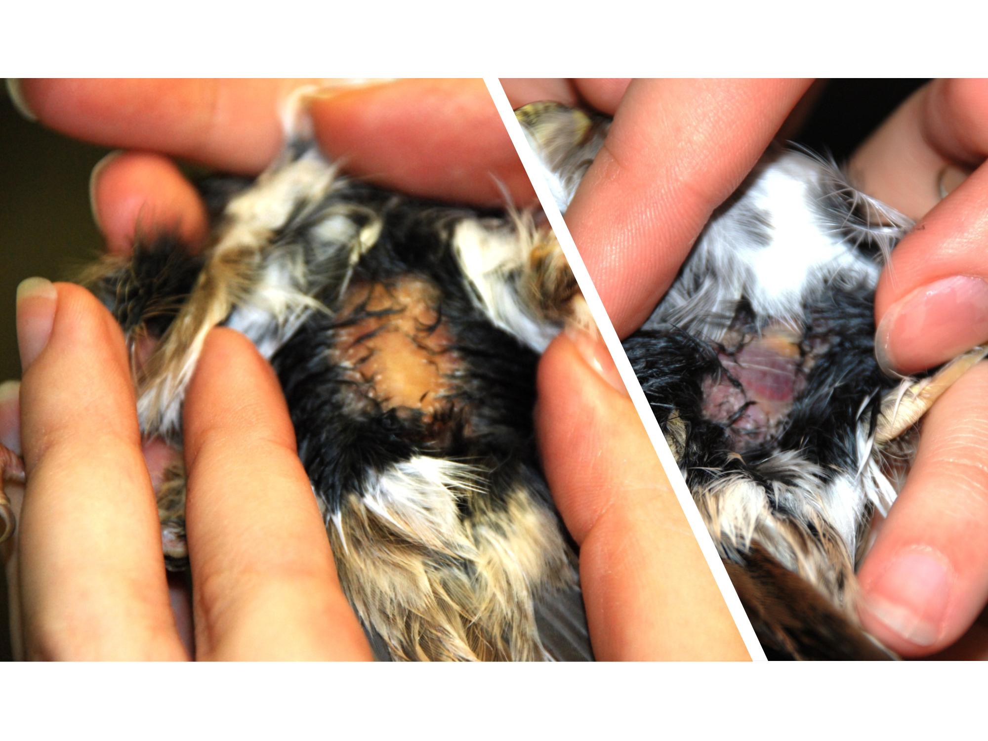 fat under feathers