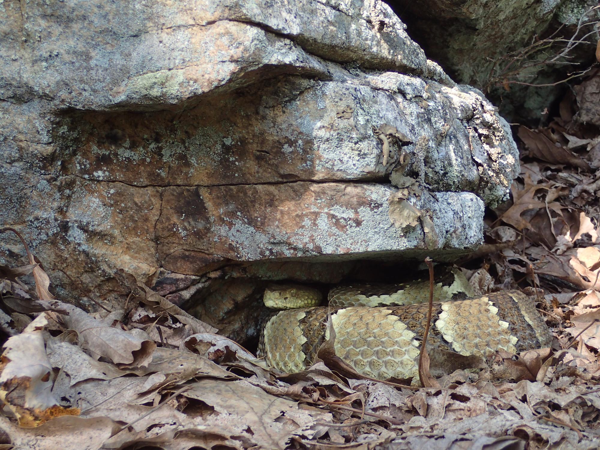 snake sheltering under rock