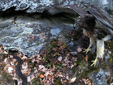 hawk eyes a snake