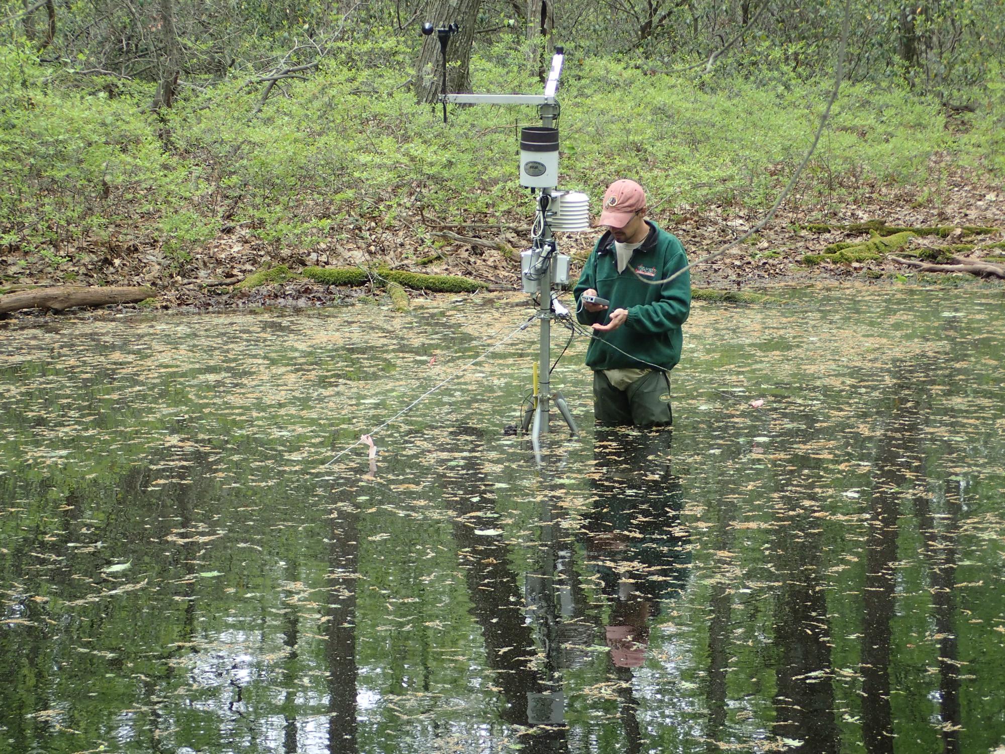 spring pool where amphibians breed