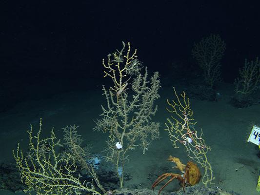 Portions of a coral are covered with small predators. A deep-sea red crab is under another coral.