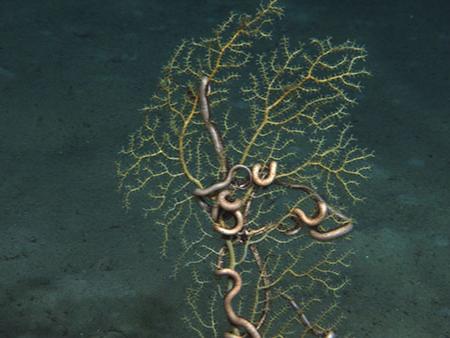 The sea fan Paramuricea sp. with the symbiotic brittle star Asteroschema sp.