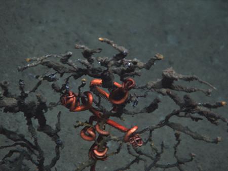 An impacted coral with attached brittle starfish.