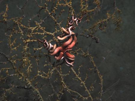 An impacted coral with an attached brittle starfish and anemone.
