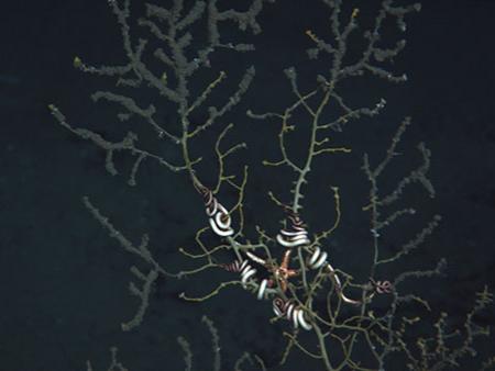Close up of an impacted coral and attached brittle star.