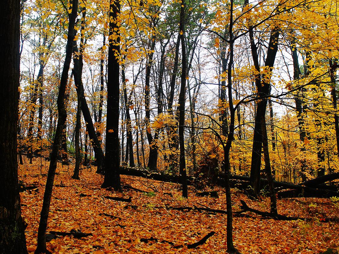 leaves  dropping