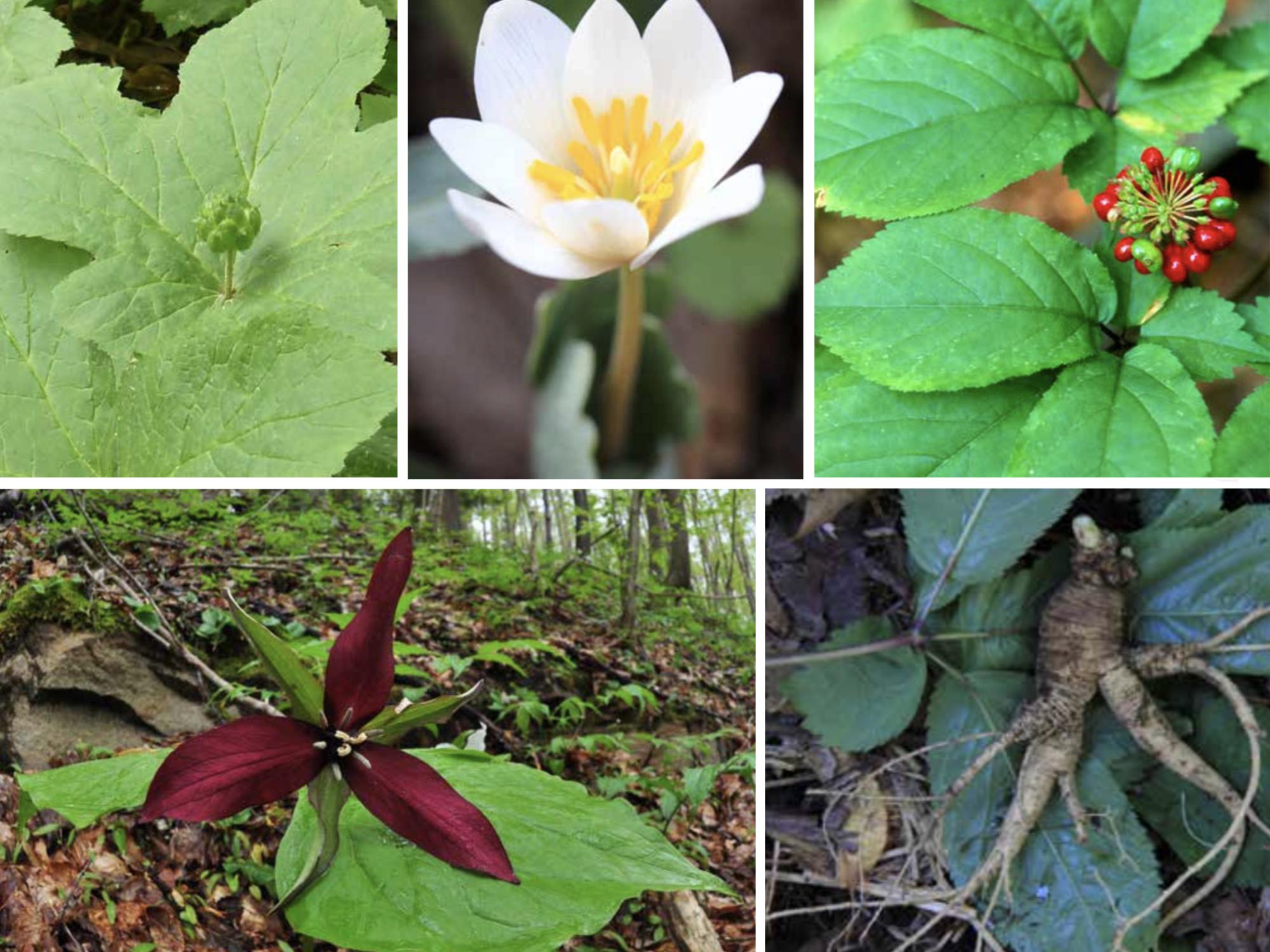 forest botanicals