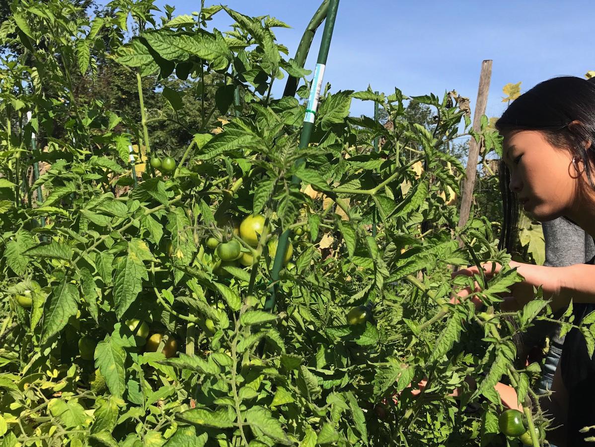 A Beaver student picks a tomato from a plant.