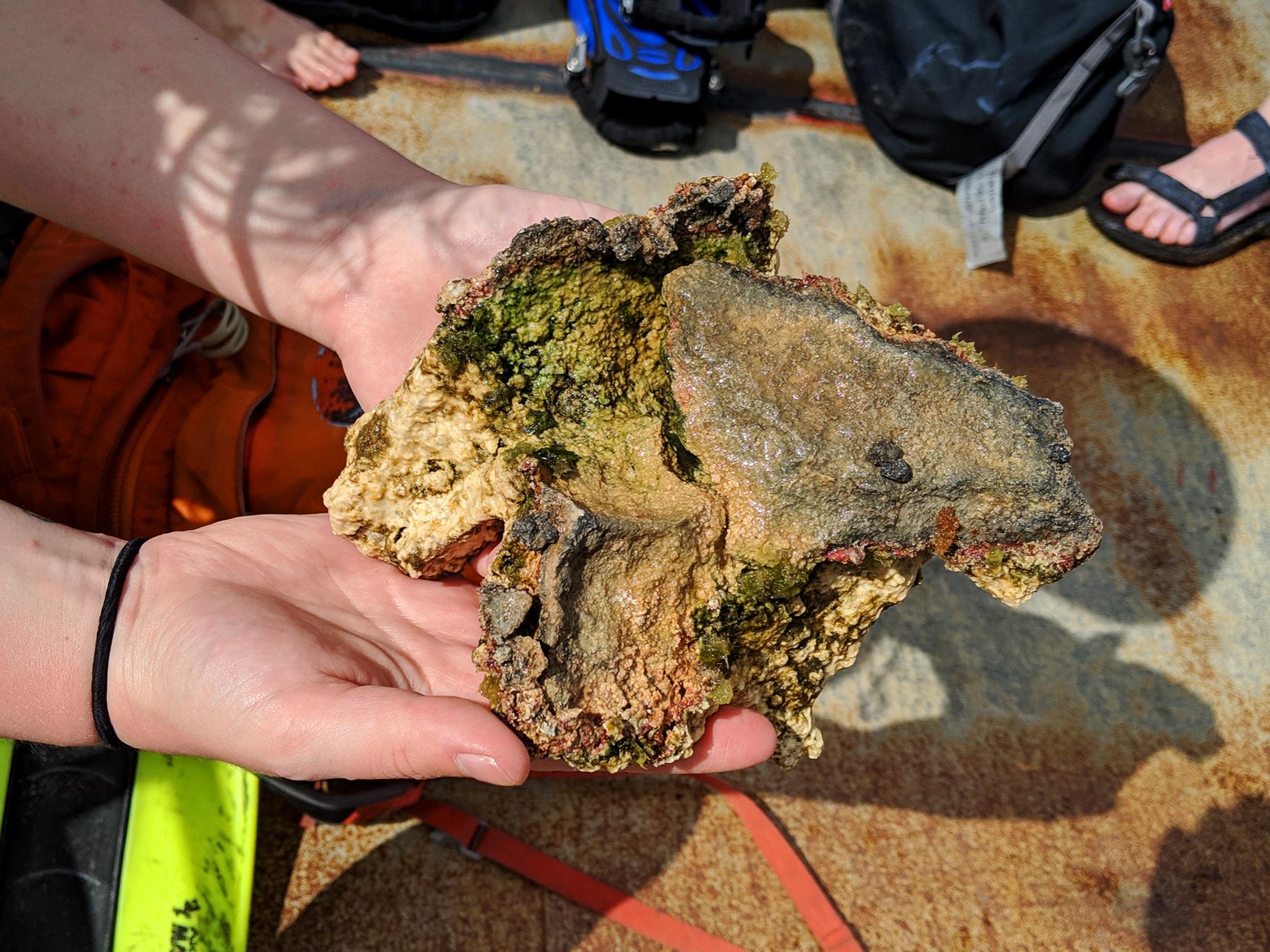 Students studied the science behind the land and water of San Salvador, an island district of the Bahamas.
