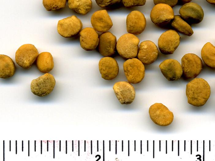 dried seeds