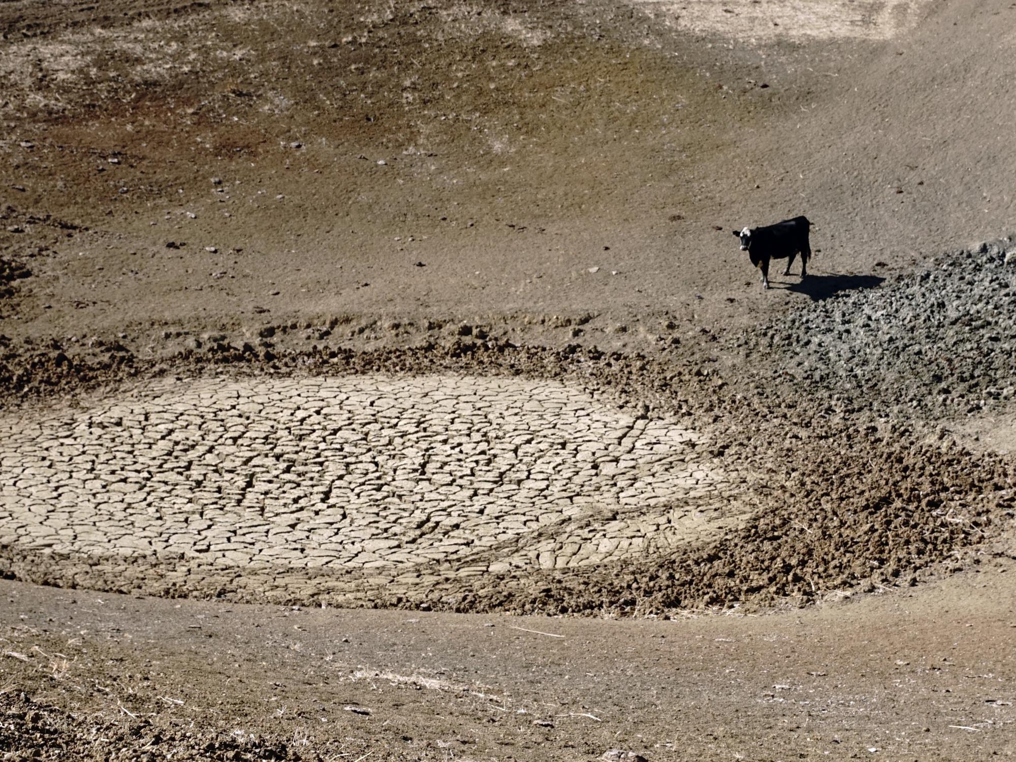 cow at dry watering hole