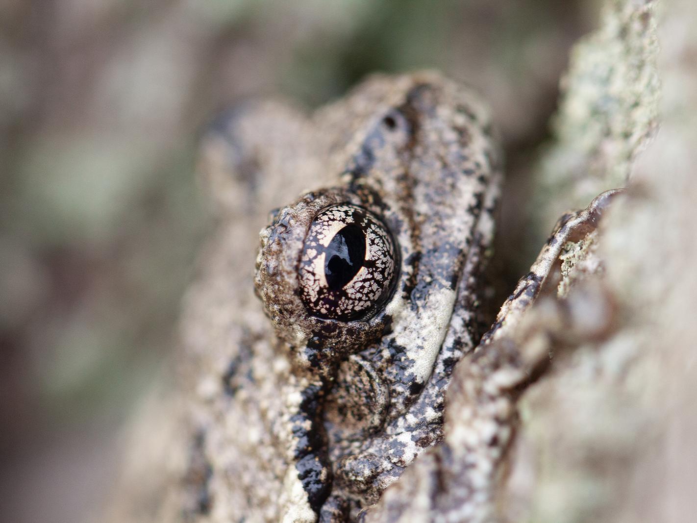 gray treefrog