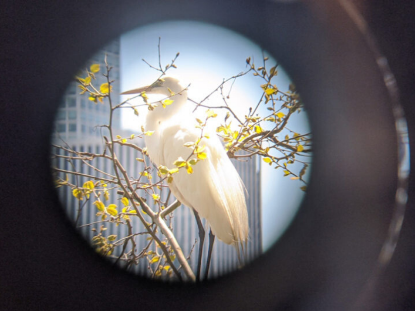 Bird through binoculars