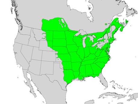 green ash map