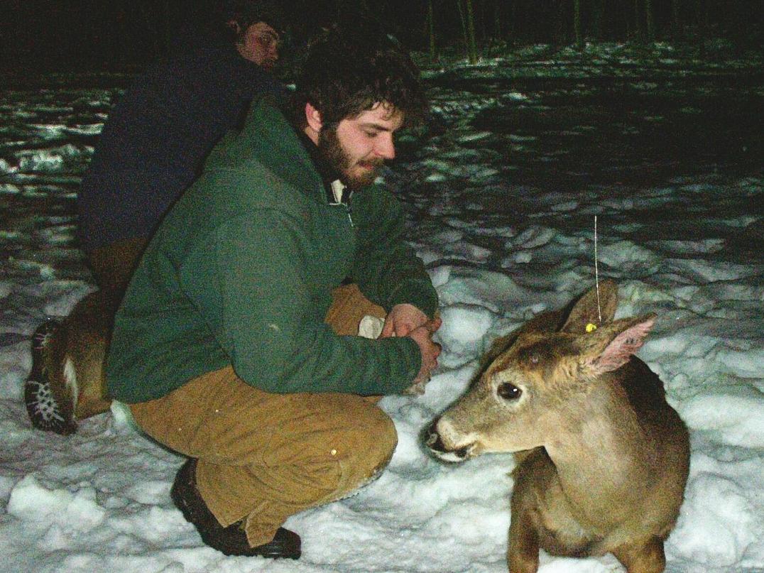 field technicians, sedated deer