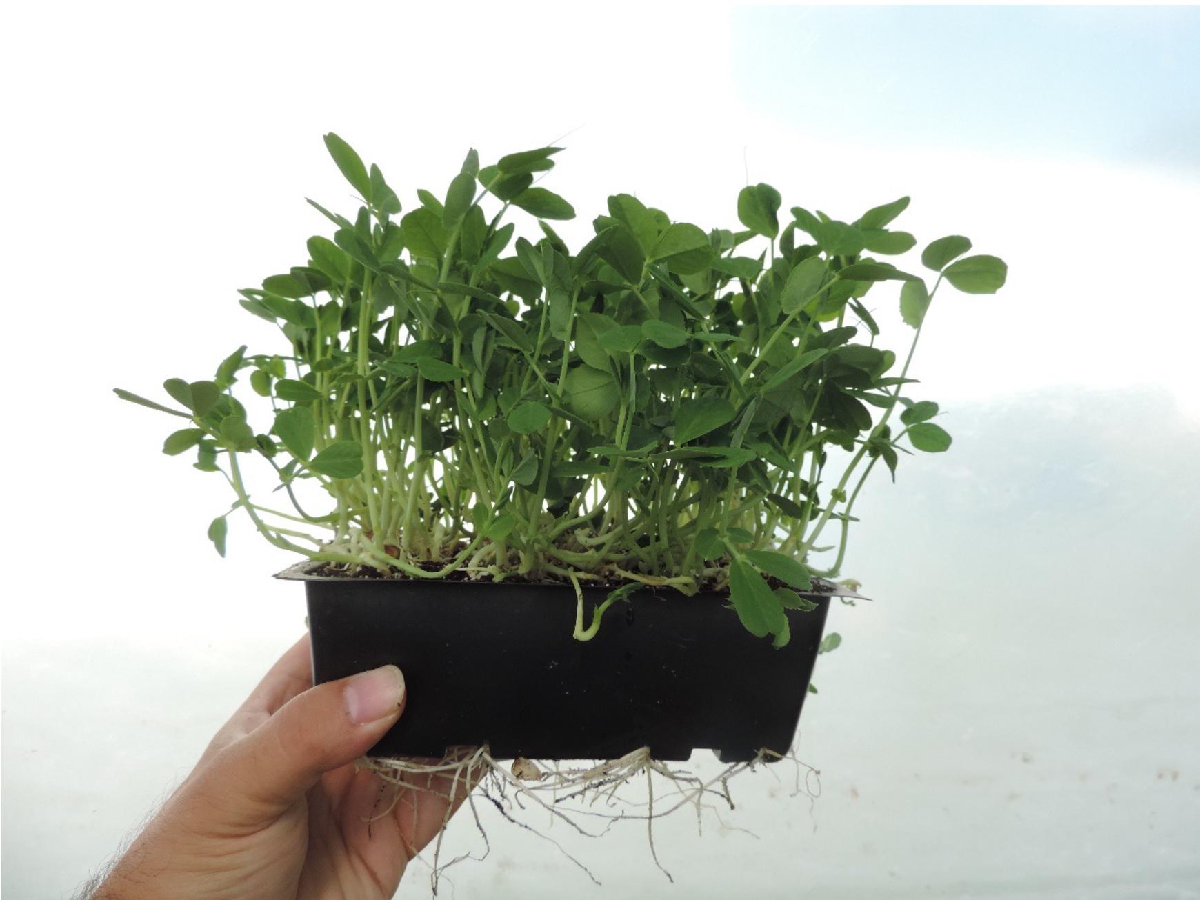 pea plants