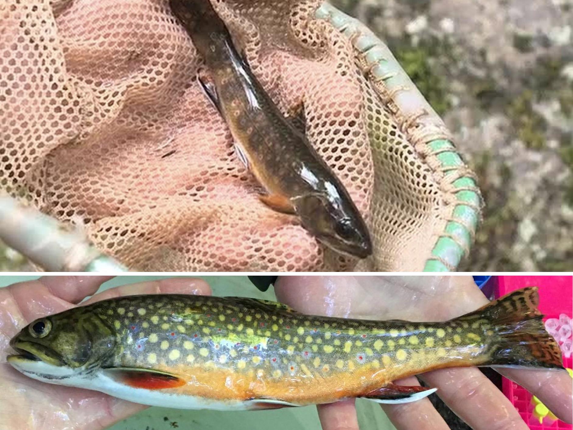 2 trout