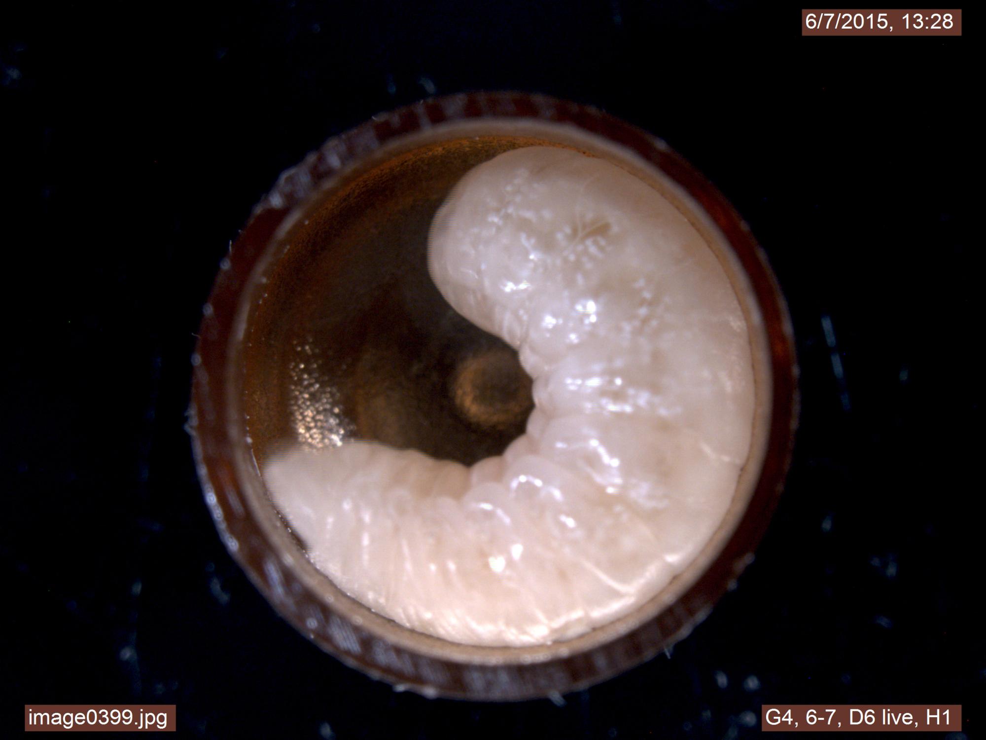 Healthy larva day 6
