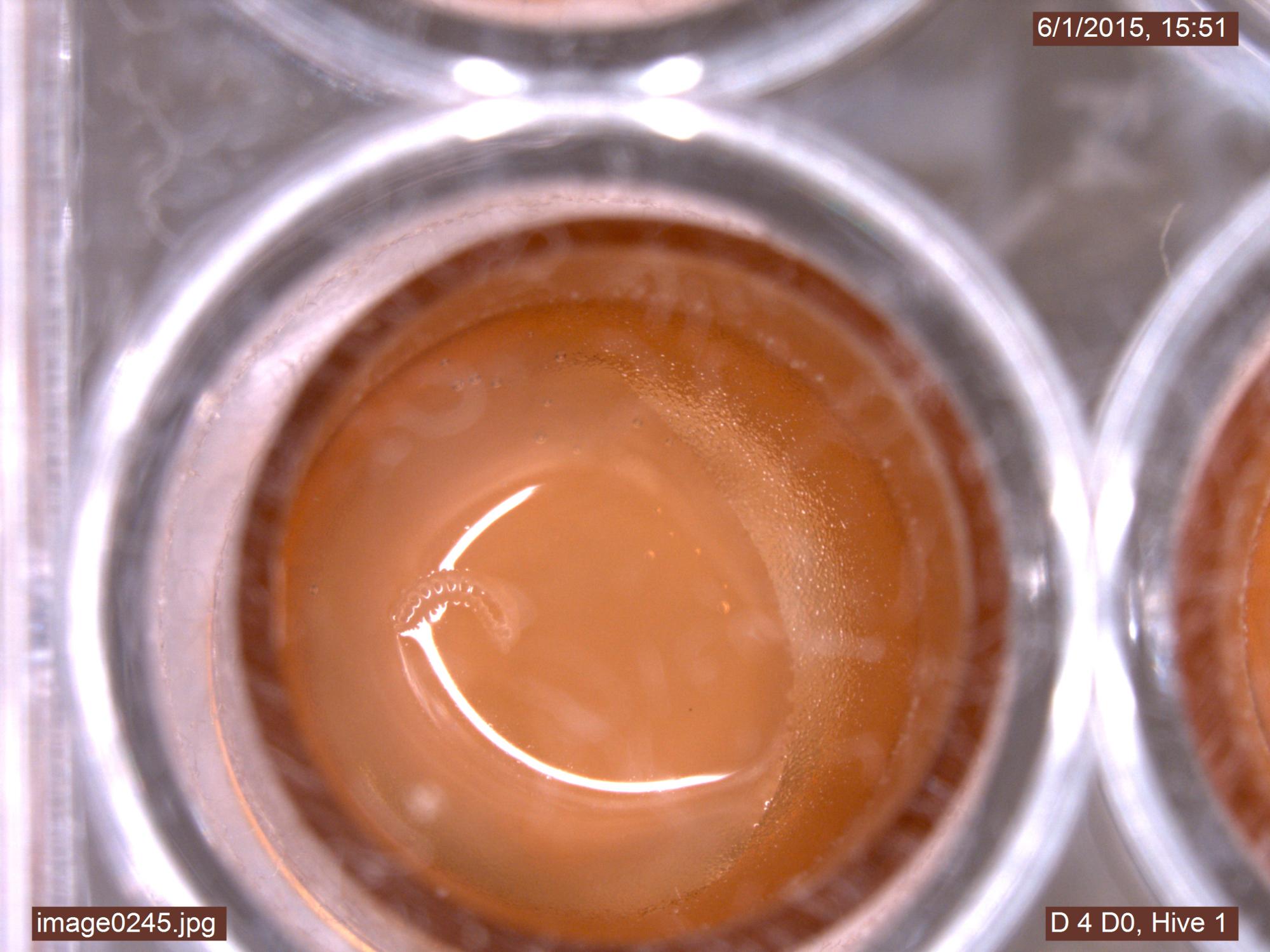 Healthy Larva grafting
