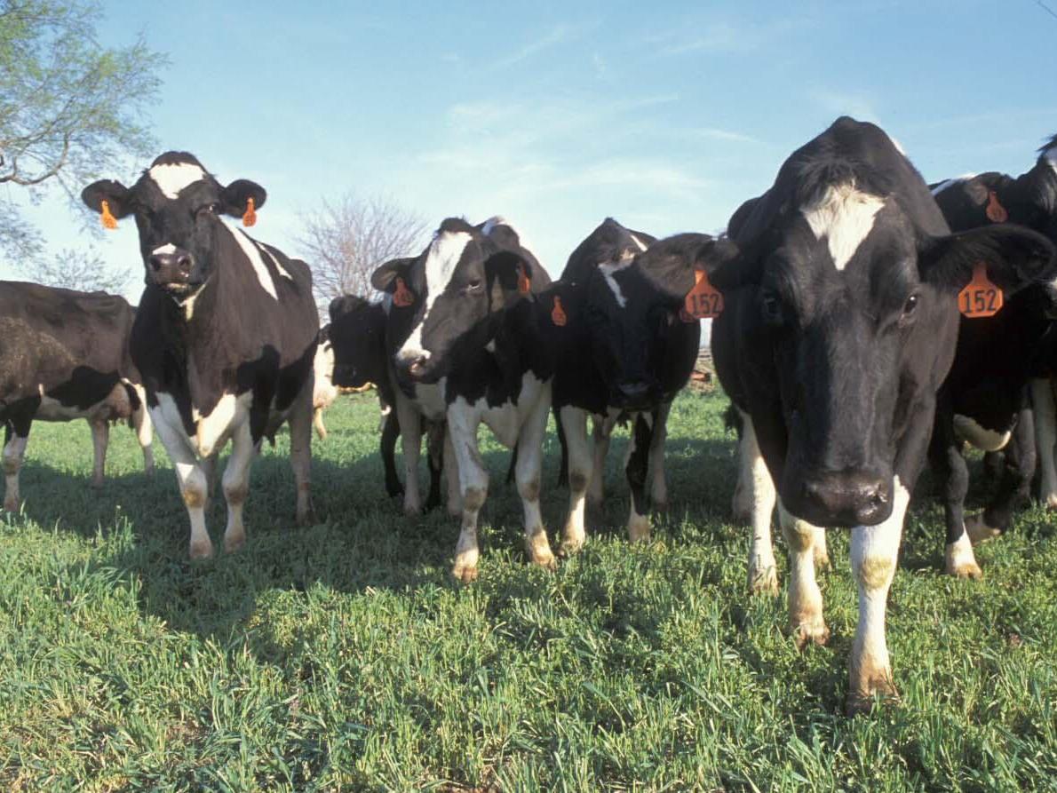 Holstein cows
