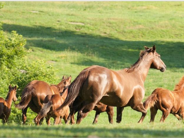 horses