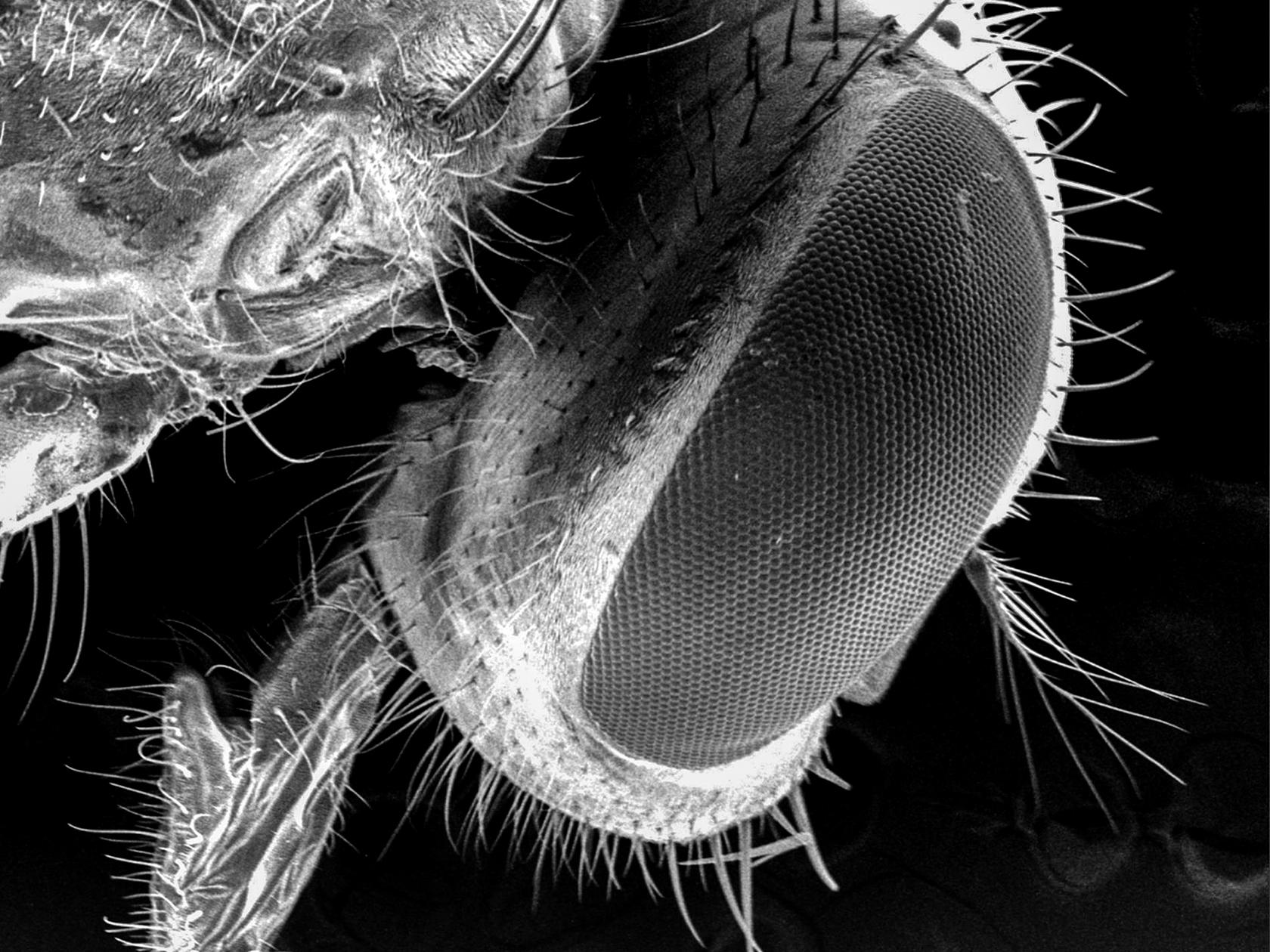 microimage fly