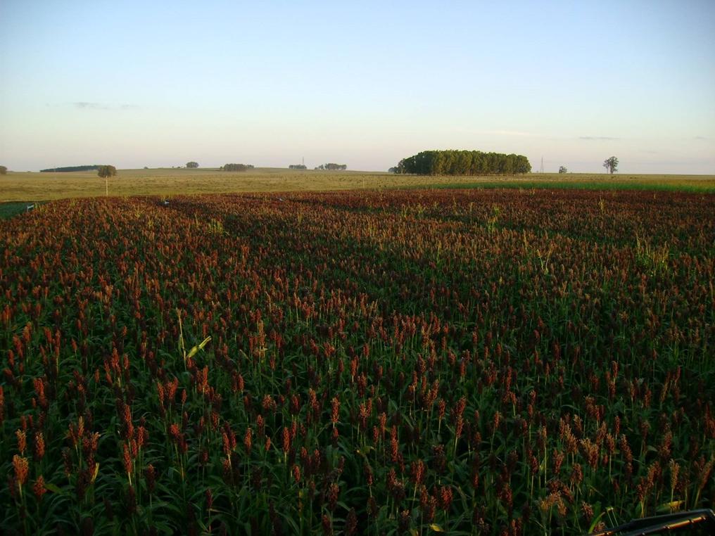 A large field of sorghum crops that are ready to be harvested.